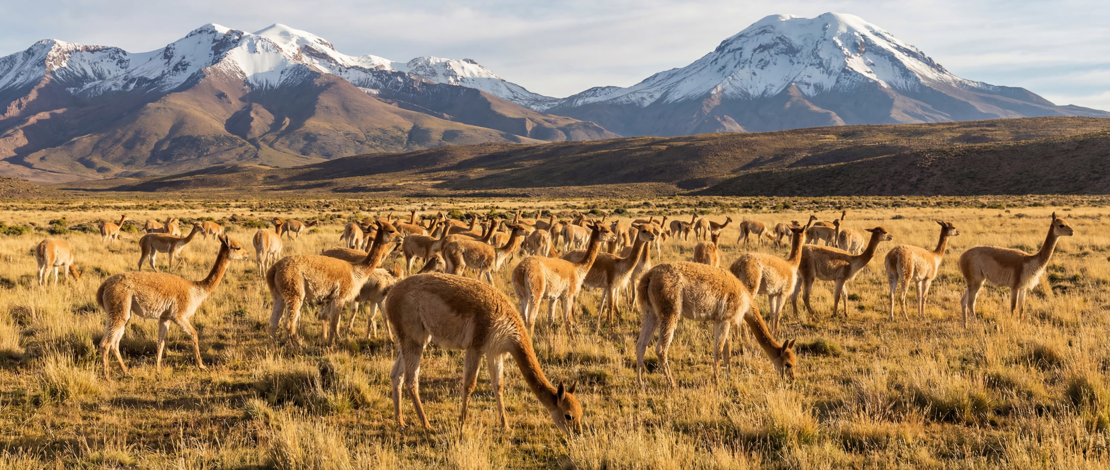 A Peruvian vicuña in the wild