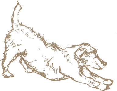 drawing of a dog stretching